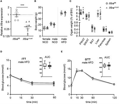 IL-6 signaling drives self-renewal and alternative activation of adipose tissue macrophages